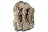 Partial Southern Mammoth Molar - Hungary #357025-3